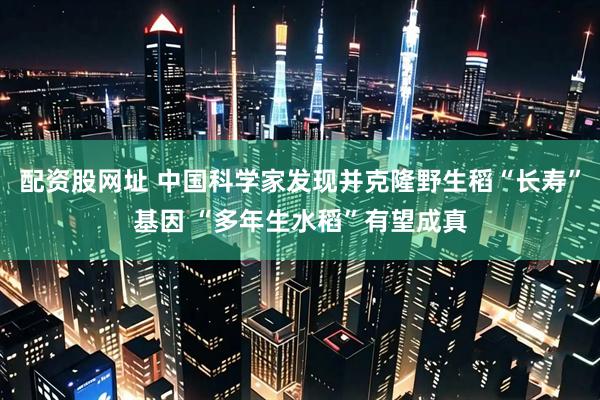 配资股网址 中国科学家发现并克隆野生稻“长寿”基因 “多年生水稻”有望成真